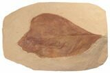 7.4" Red Fossil Hickory Leaf (Carya) - Montana - #188937-1